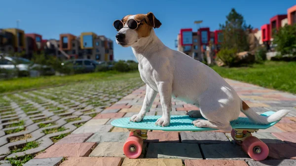 Jack Russell Τεριέ Σκυλί Γυαλιά Ηλίου Βόλτες Ένα Skateboard Εξωτερικούς — Φωτογραφία Αρχείου