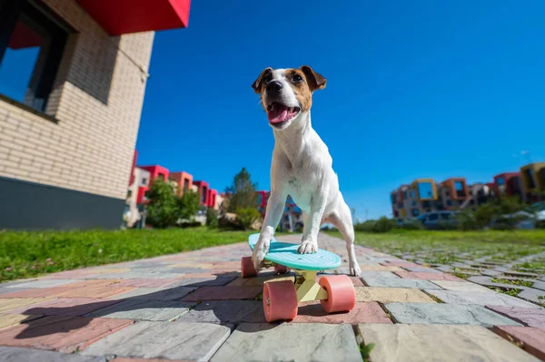 Jack Russell Terrier Pies Jeździ Deskorolce Świeżym Powietrzu Upalny Letni — Zdjęcie stockowe