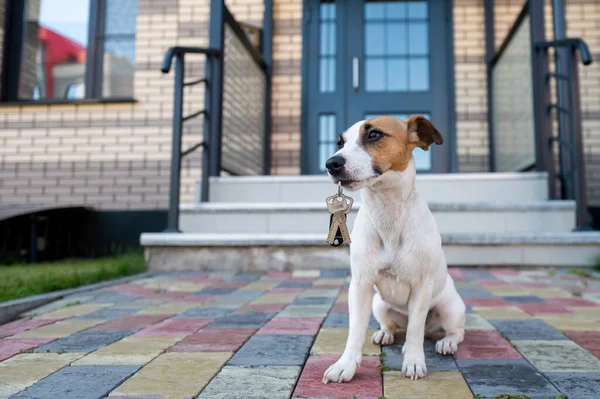 Σκύλος Τζακ Ράσελ Τεριέ Κάθεται Στην Πόρτα Κρατώντας Κλειδιά Του — Φωτογραφία Αρχείου