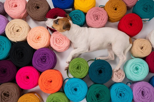 Close Van Jack Russell Terrier Hond Onder Veelkleurige Katoenen Strengen — Stockfoto