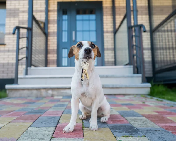 Σκύλος Τζακ Ράσελ Τεριέ Κάθεται Στην Πόρτα Κρατώντας Κλειδιά Του — Φωτογραφία Αρχείου