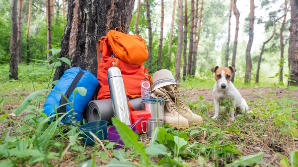Dog and camping equipment in a pine forest. Backpack, thermos, sleeping bag, compass, hat and shoes