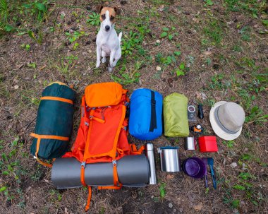 Köpek yürüyüş takımının yanında oturur. Yukarıdan bak. Çam Ormanı.