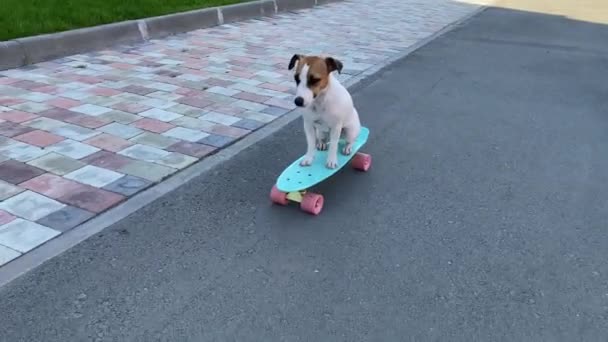Jack Russell Terrier Dog Fährt Einem Heißen Sommertag Freien Skateboard — Stockvideo