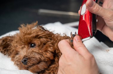 Bir kadın kahverengi bir oyuncak kanişin patilerini budayarak kesiyor.