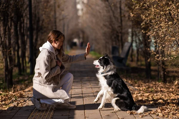 Собачий Пограничный Колли Дает Пять Хозяину Прогулке Осеннем Парке — стоковое фото