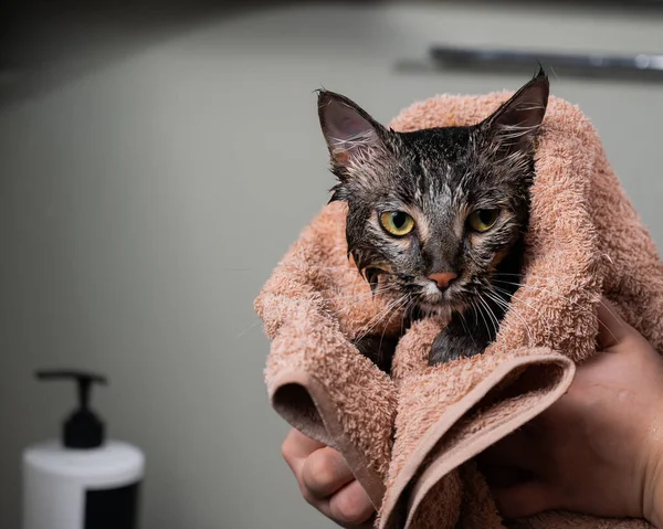 Frau Wischt Nach Dem Waschen Einer Grauen Katze Mit Einem — Stockfoto