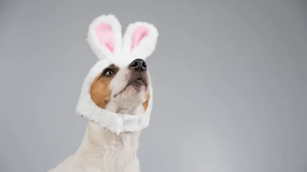 Jack Russell Terrier Dog Bunny Ears White Background Copy Space — Stock Photo, Image