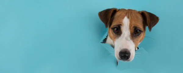 Funny Dog Muzzle Jack Russell Terrier Sticks Out Hole Blue — Fotografia de Stock