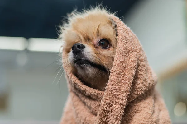 Yıkandıktan sonra bej bir havluya sarılmış şirin bir pomeranian. Bakım salonu