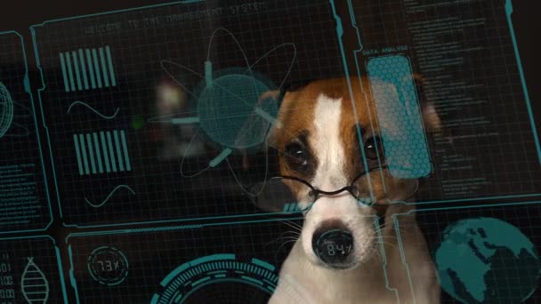 Dog Jack Russell Terrier Eyeglasses Looks Hud Menu — 图库视频影像
