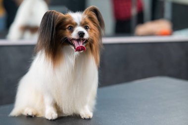 Sevimli bir papilyonun portresi. Avrupai köpek dili dışarı sarkmış.
