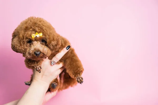 Mulher Segurando Brinquedo Poodle Fundo Rosa — Fotografia de Stock