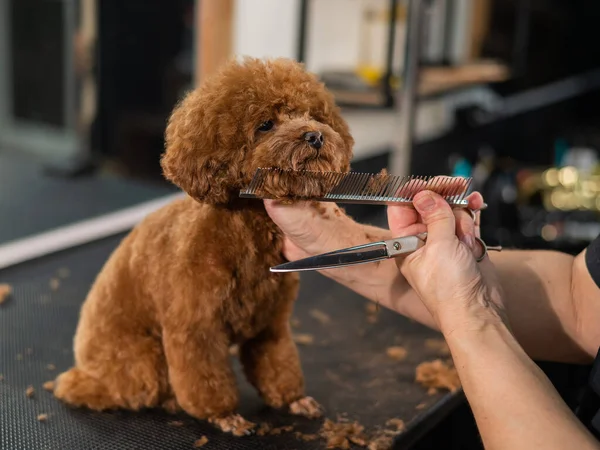Mulher Aparando Poodle Brinquedo Com Tesoura Salão Aliciamento — Fotografia de Stock
