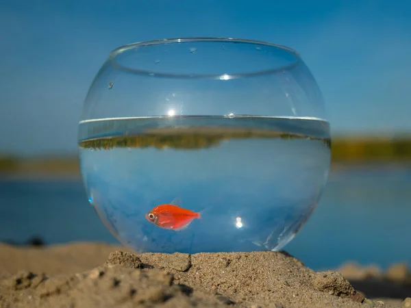 Aquarium Goldfish Stands Sand Lake — Stock Photo, Image