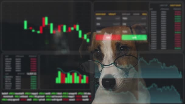 Dog Glasses Looking Hud Menu Jack Russell Terrier Dog Studying — Vídeo de Stock