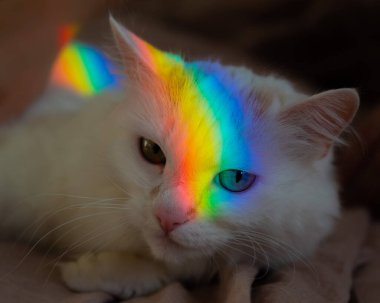 Bir kadın beyaz tüylü bir kediyi yatakta okşuyor.