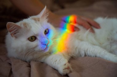 Bir kadın beyaz tüylü bir kediyi yatakta okşuyor.