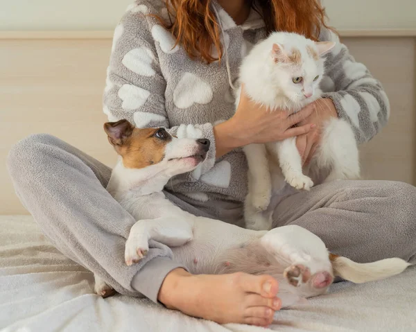 고양이와 테리어 침대에 동물들 포옹하고 — 스톡 사진