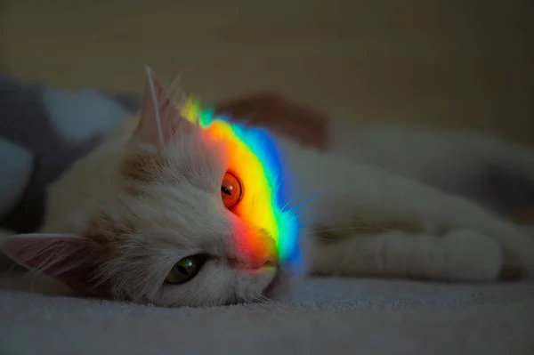 Eine Weiße Flauschige Katze Liegt Mit Einem Regenbogen Gesicht Schlafzimmer — Stockfoto