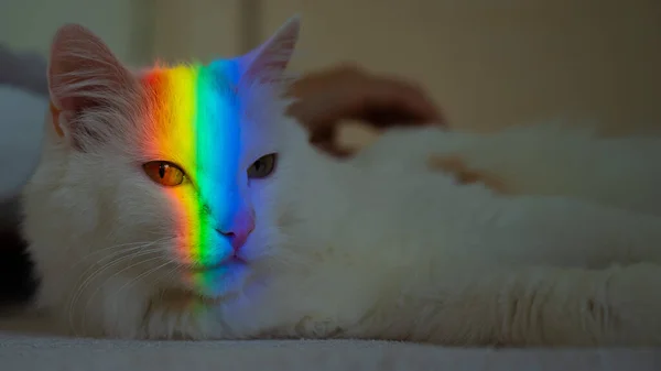 白いふわふわの猫がその顔に虹と寝室に横たわっています — ストック写真