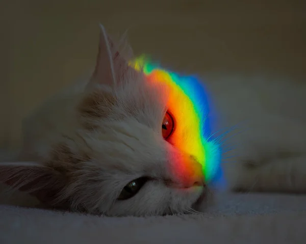 白いふわふわの猫がその顔に虹と寝室に横たわっています — ストック写真