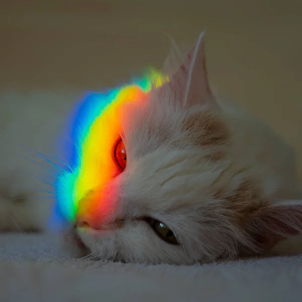 Een Witte Pluizige Kat Ligt Slaapkamer Met Een Regenboog Zijn — Stockfoto