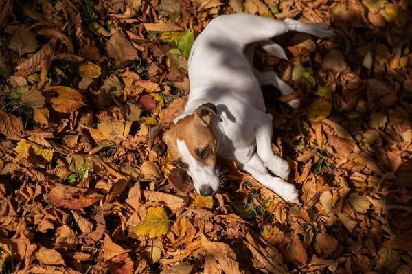 Собачий Терьер Джек Рассел Лежит Опавших Листьях Прогулке Осеннем Парке — стоковое фото