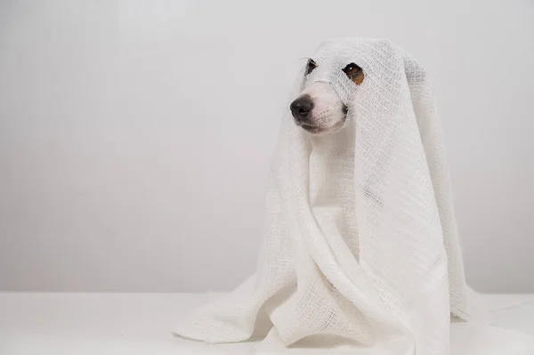 Pies Jack Russell Terrier Kostiumie Ducha Białym Tle — Zdjęcie stockowe
