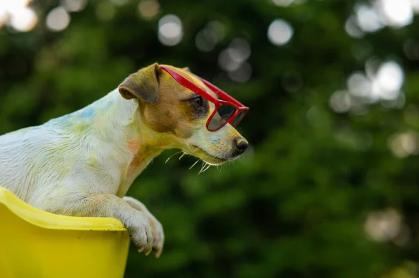 Jack russell terrier dog in sunglasses washes in a yellow basin outdoors