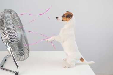 Jack Russell Terrier köpeği beyaz arka planda elektrikli vantilatörün serinletici esintisinin tadını çıkarıyor.