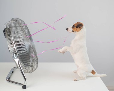 Jack Russell Terrier köpeği beyaz arka planda elektrikli vantilatörün serinletici esintisinin tadını çıkarıyor.