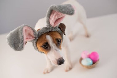 Beyaz arka planda boyalı yumurta sepeti olan tavşan kostümlü komik köpek Jack Russell Terrier. Katolik Paskalya sembolü.