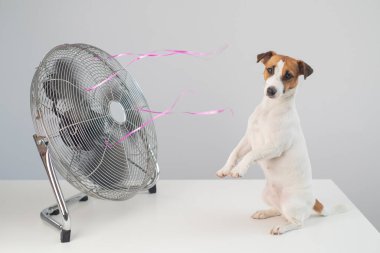 Jack Russell Terrier köpeği beyaz arka planda elektrikli vantilatörün serinletici esintisinin tadını çıkarıyor.