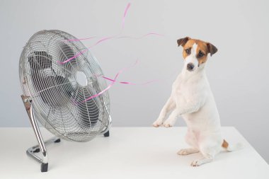 Jack Russell Terrier köpeği beyaz arka planda elektrikli vantilatörün serinletici esintisinin tadını çıkarıyor.