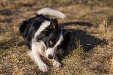 Border collie dog lies in the yellowed grass