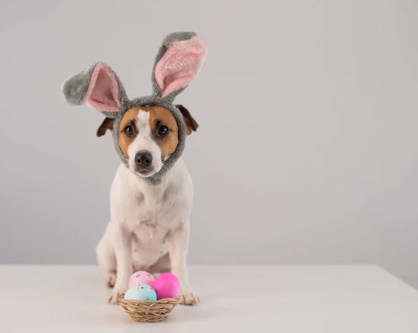 Funny Dog Jack Russell Terrier Bunny Costume Basket Painted Eggs — Stock Photo, Image