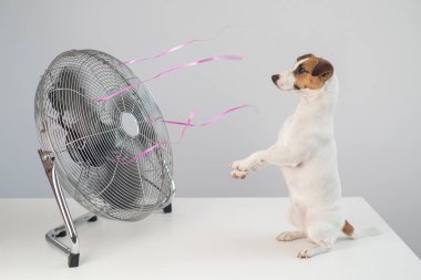Jack Russell Terrier köpeği beyaz arka planda elektrikli vantilatörün serinletici esintisinin tadını çıkarıyor.