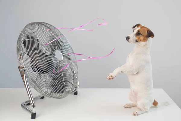 stock image Jack russell terrier dog sits enjoying the cooling breeze from an electric fan on a white background