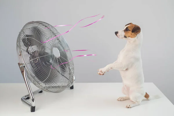 Jack Russell Terrier Dog Sienta Disfrutando Brisa Refrescante Ventilador Eléctrico — Foto de Stock