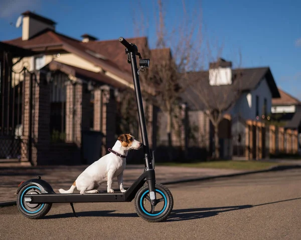 Jack Russell Terrier Pies Jeździ Skuterze Elektrycznym Wiejskiej Wiosce — Zdjęcie stockowe