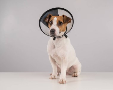 Ameliyattan sonra plastik külahta Jack Russell Terrier köpeği