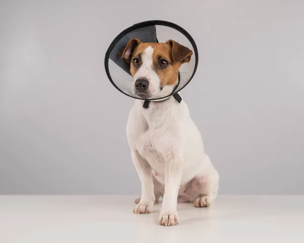 Jack Russell Terrier Dog Plastic Cone Surgery — Fotografia de Stock