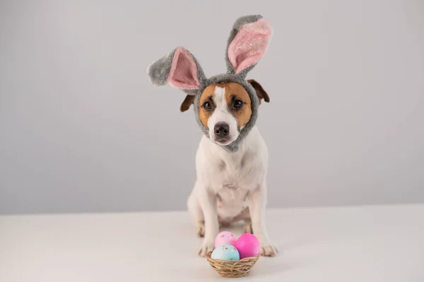 Chien Drôle Jack Russell Terrier Dans Costume Lapin Avec Panier — Photo