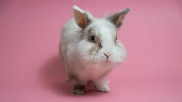 ピンクを背景にした可愛い白いウサギの肖像 — ストック写真