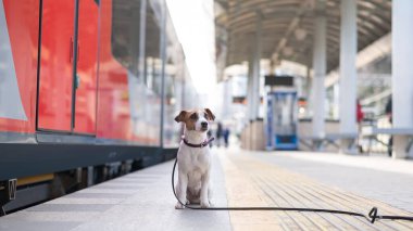 Jack Russell Terrier köpeği tren istasyonunda tek başına oturuyor.