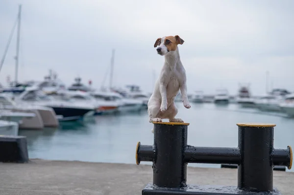 Jack Russell Terrier dog sits on the shore of the harbor. Yacht Club