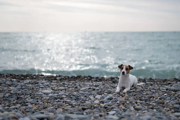 stock image Jack Russell Terrier dog on a pebble beach near the sea