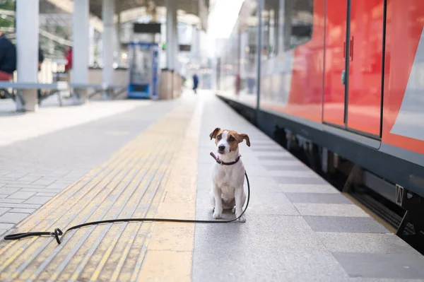 Jack Russell Terrier köpeği tren istasyonunda tek başına oturuyor.