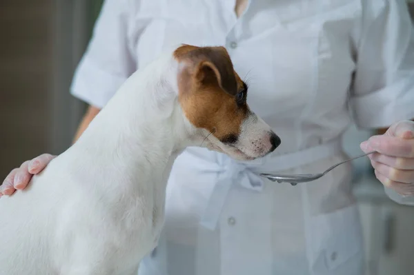 Veterinární Lékař Dává Tekutý Lék Psa Lžíce — Stock fotografie